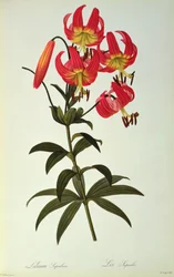 Lilium Superbum, uit `Les Liliacées